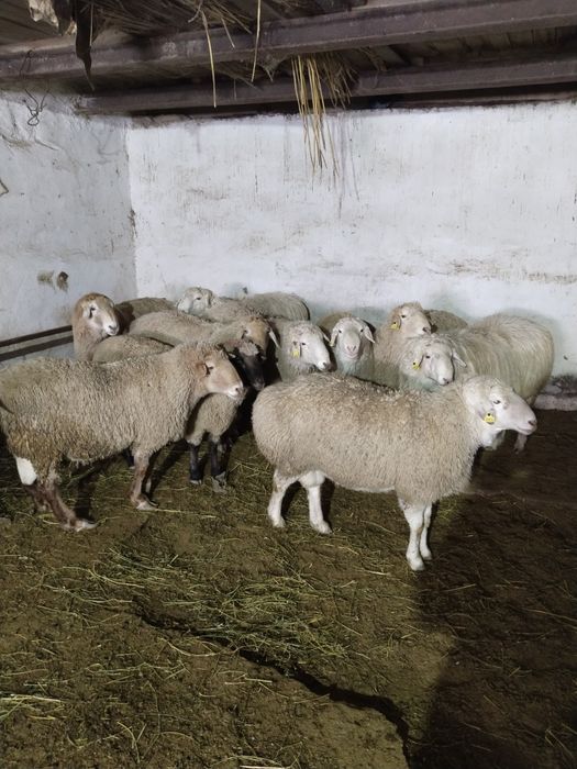 Кошкар.. Кошкар кошкар