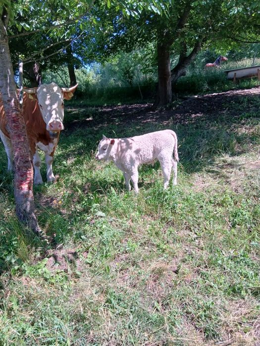 Vând vacă Balțată cu vițel, a treia fătare!