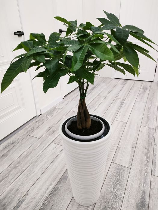 Растения // Есть доставка