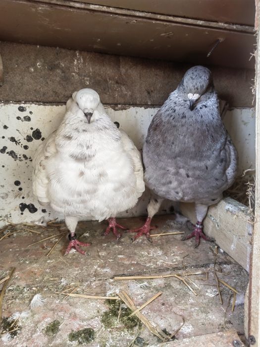 Disponibili sau schimb