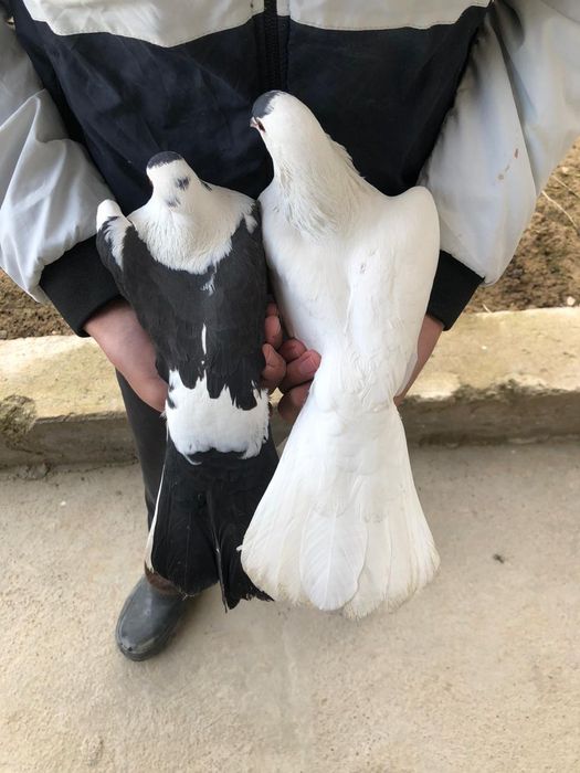 Голуби 5.000 за пара кептер голуб