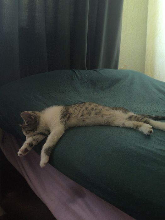 Котёнок 2 месяца в добрые руки
