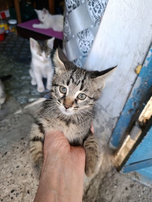 Котята домашние 4 штуки