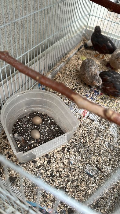 Китайские перепелки