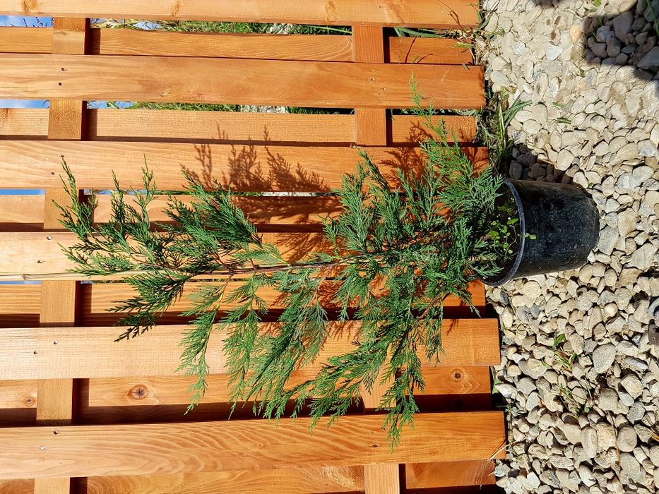 Cupressocyparis Leylandii 60-80 cm gard viu cu crestere rapida