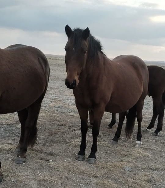 Бие сатылады КУЛЫНЫМЕН  8-9 жасар