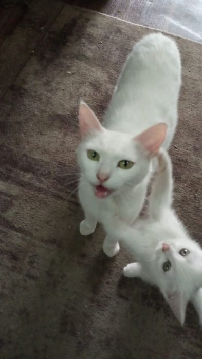 Отдам в добрые руки