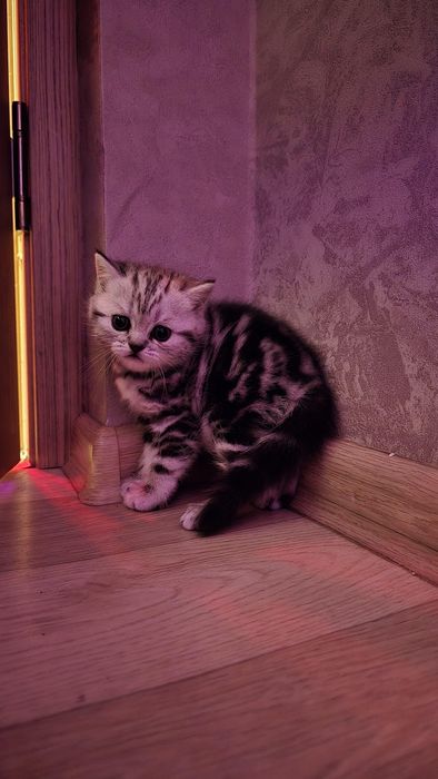 Продам шотоанлских котят