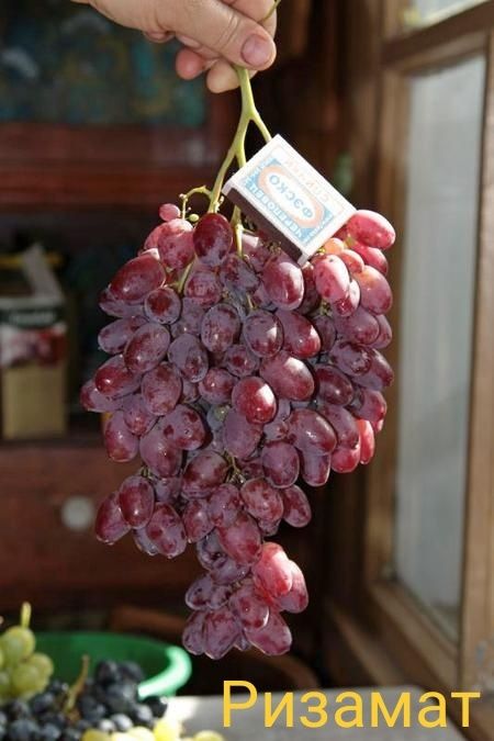 Саженцы винограда «Ризамат»