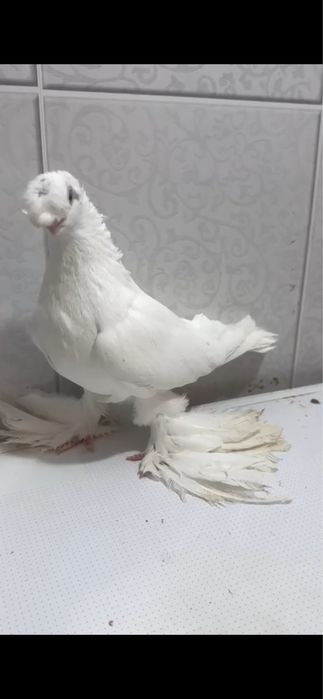 Продам голуби, кептер