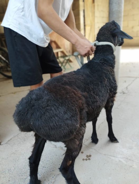 Қошқарлар сатылады. Қой еті