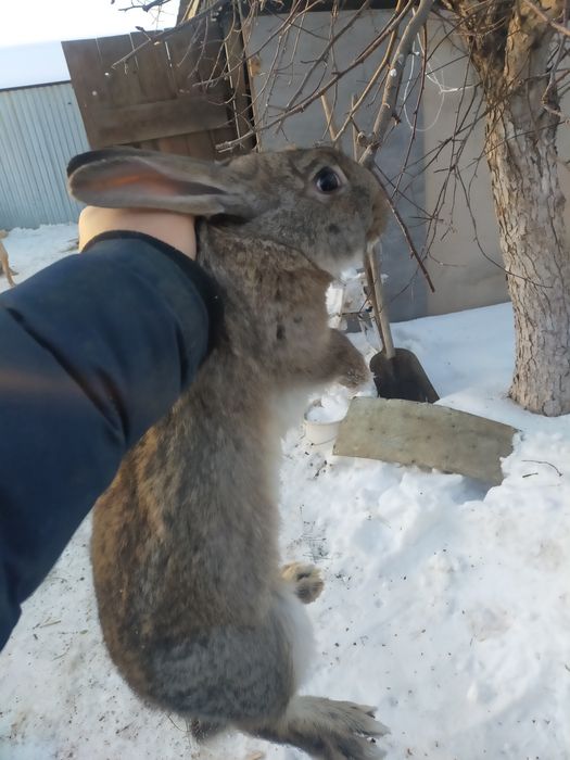 Кролики породистые