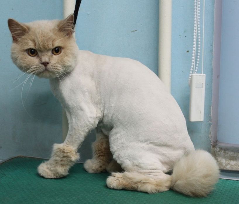 Стрижка кошек и собак