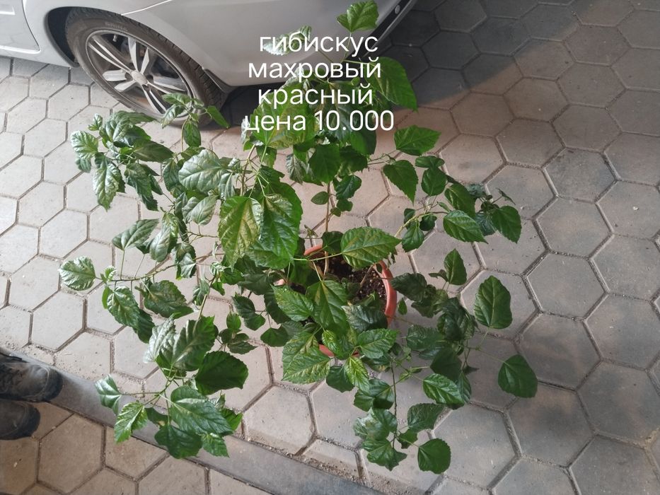 Продаю домашние цветы