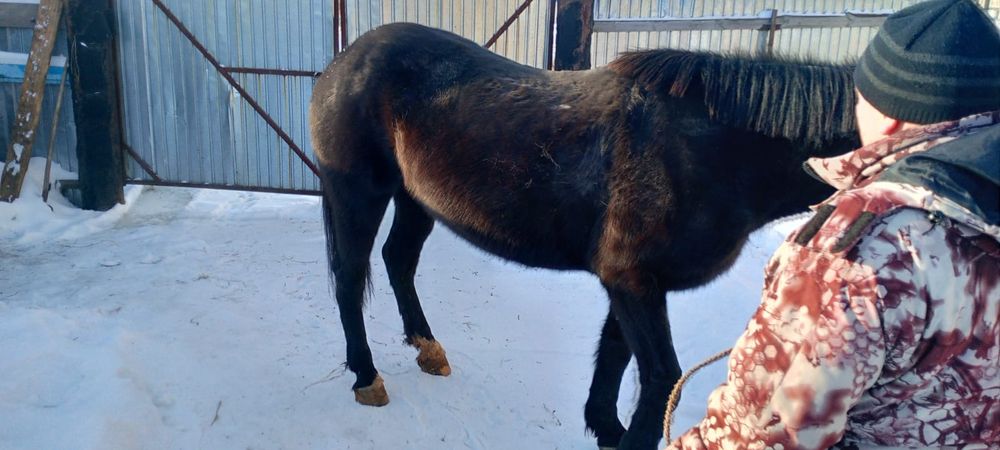 Продам кобылу обучена