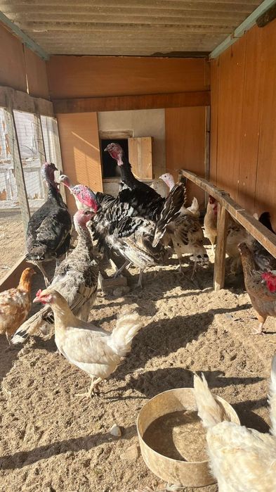 Индюктер сатылады