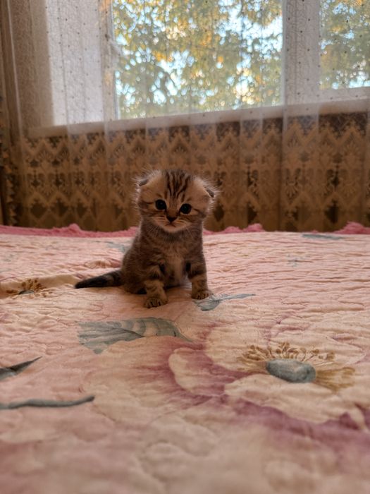 Продам шотладских котят