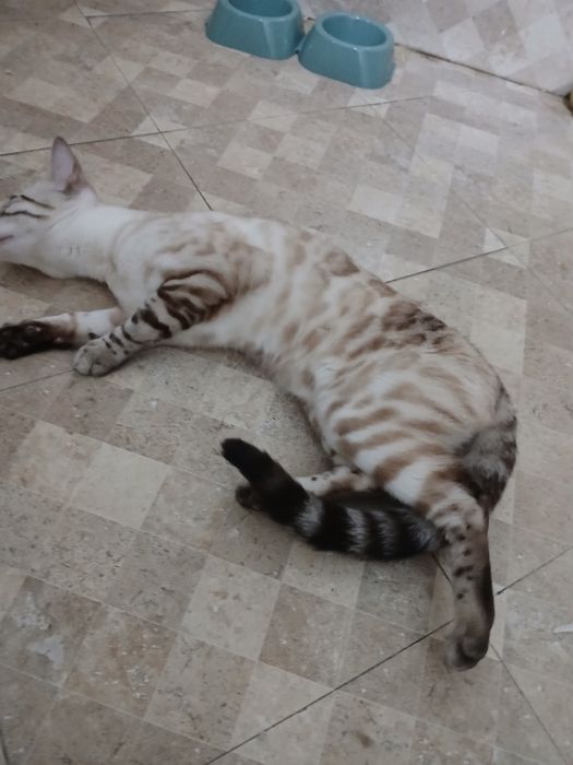 Бенгальская  кошка продам