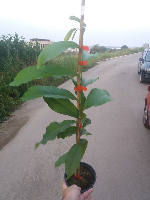 Asimina triloba, Асимина, Пау-пау, Индиански банан