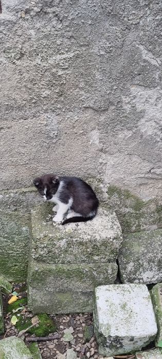 Adoptie pisici de doua luni