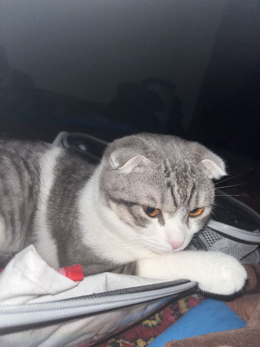 Шотландские кошка