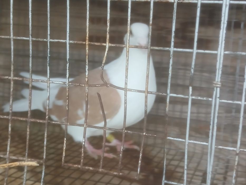 Vând porumbei……..