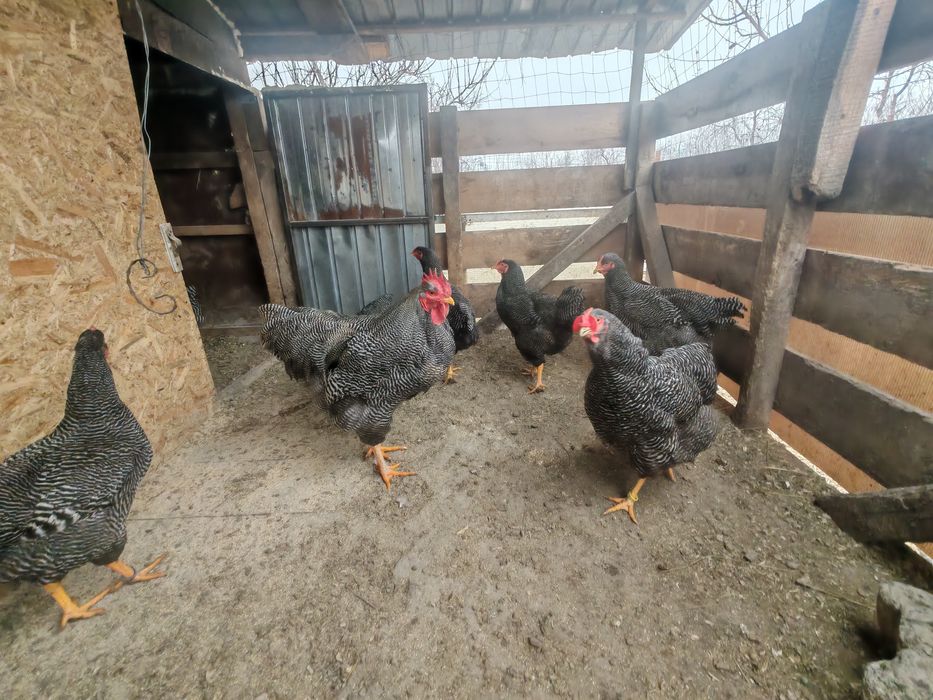 Ouă pt incubat Plymouth rock barat