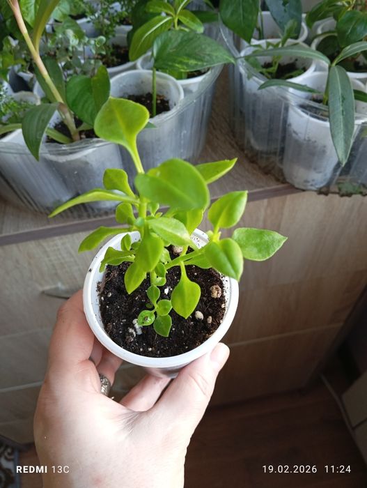 Продам отростки комнатных растений