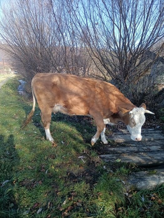 Vând vacă bălțată românească