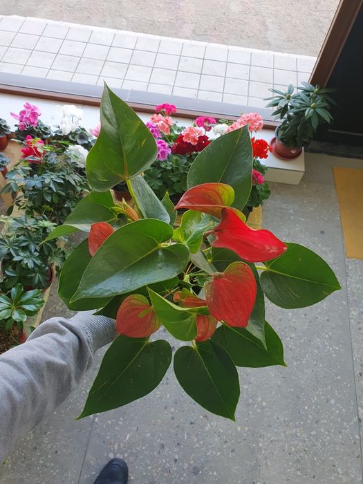 Anturium fitilniy Антуриум фитильный