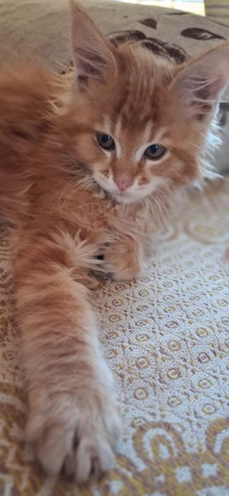 Продам котёнка мейн кун