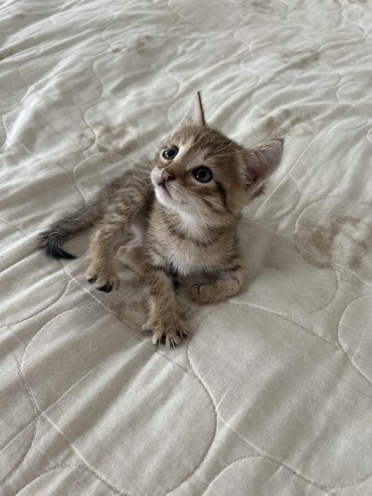 Отдам котят в добрые руки !