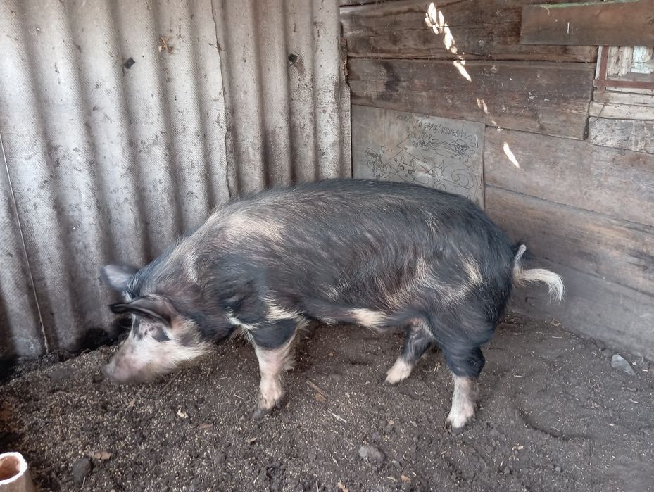 Молодой кабан на племя