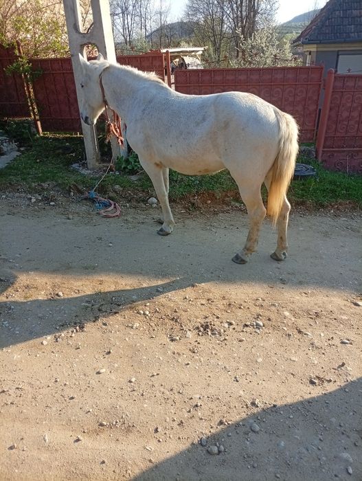 Vând iapă cu mânz