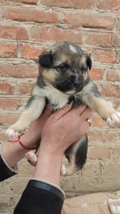 Отдам даром милых кутят