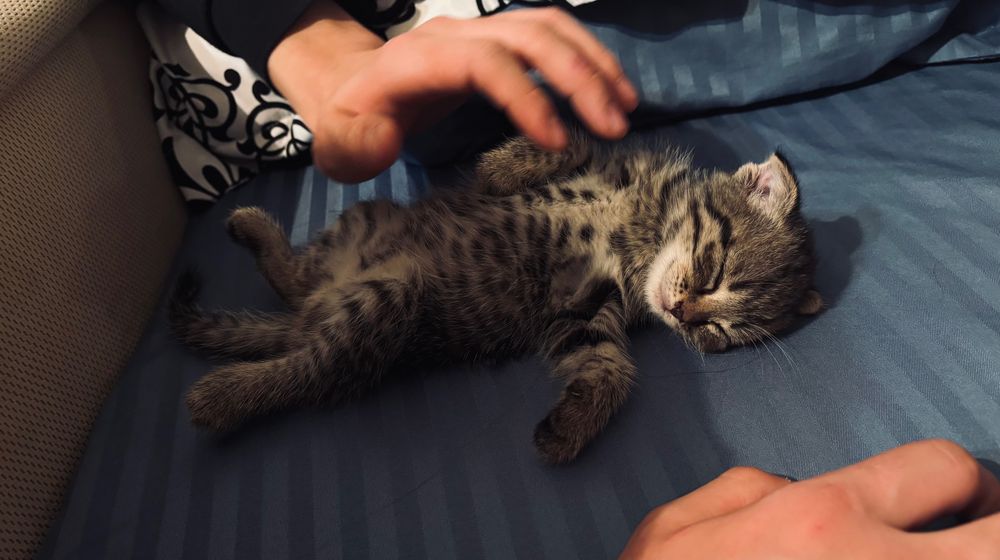 Шотландская вислоухая