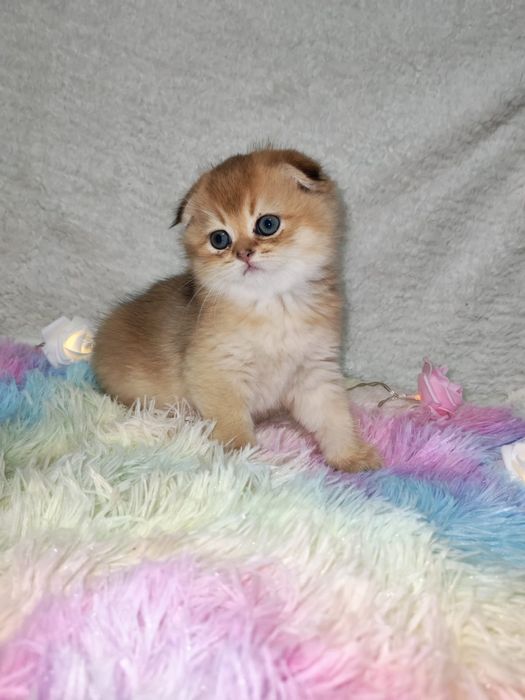 Золотая шиншилла шотландские котята