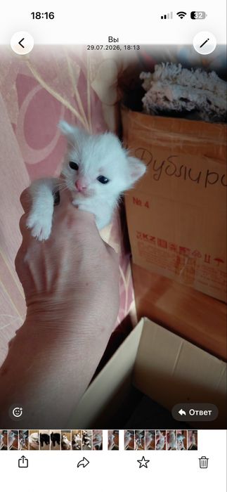 Отдам котят бесплатно