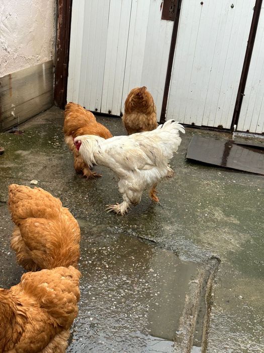 De vânzare gaini cochinchina urias galben