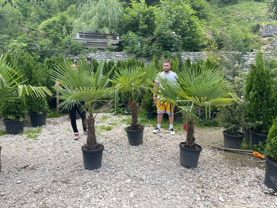 Palmierii rezistenți la îngheț toate dimensiunile