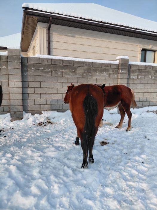 Бие сатам 5 бие