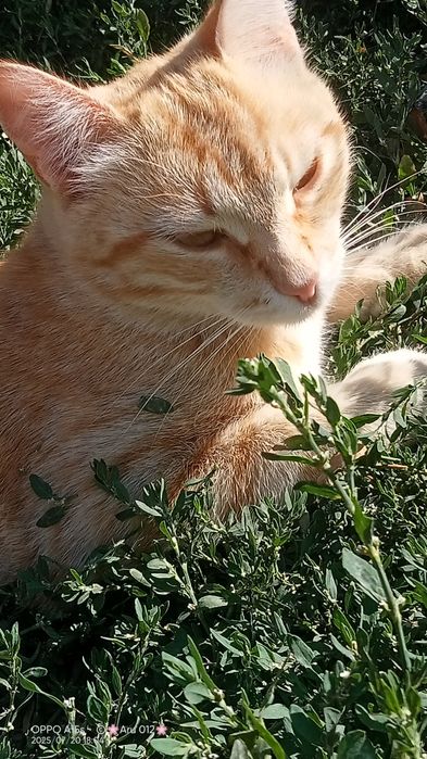 Котята бесплатно в добрые руки