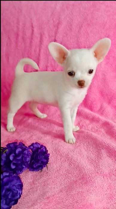 Мини. девочка чишка