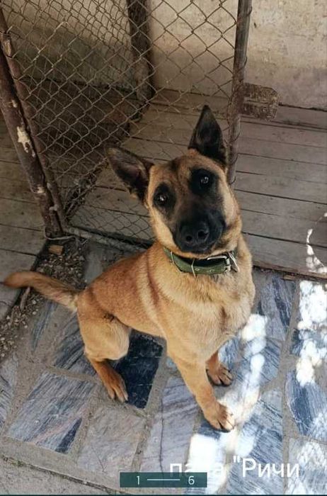 Продается бельгийская овчарка (щенок 3 месяц девочка)