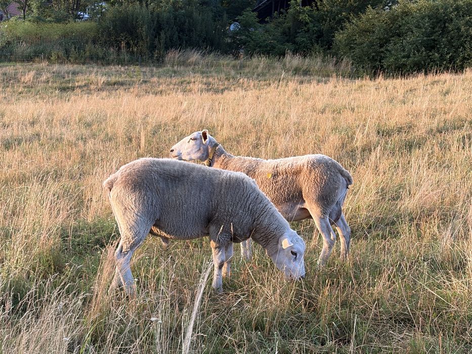 Oi texel
