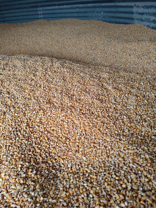 Vand porumb despuiat