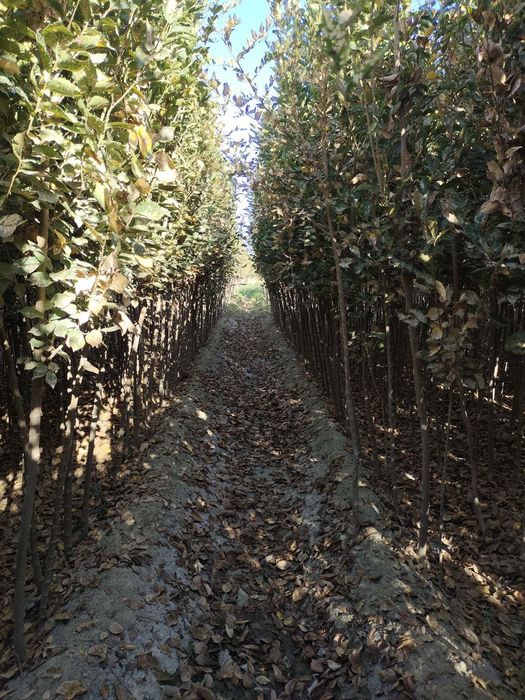 Sada qayrag'och sotiladi