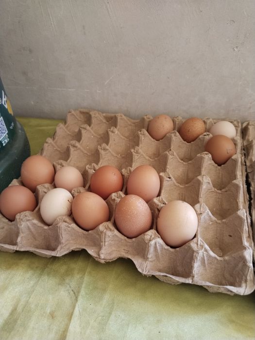 Инкубационный яица продам