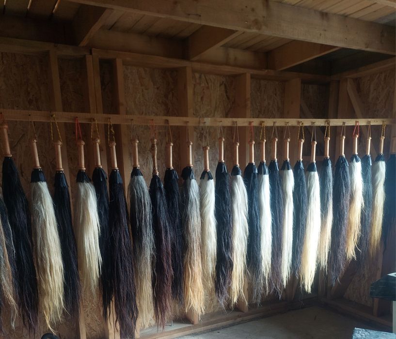 Pleaftura, coada de cal pentru urs sau badanari