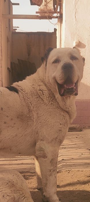 Тез Арада сатылады немесе обмен де болады